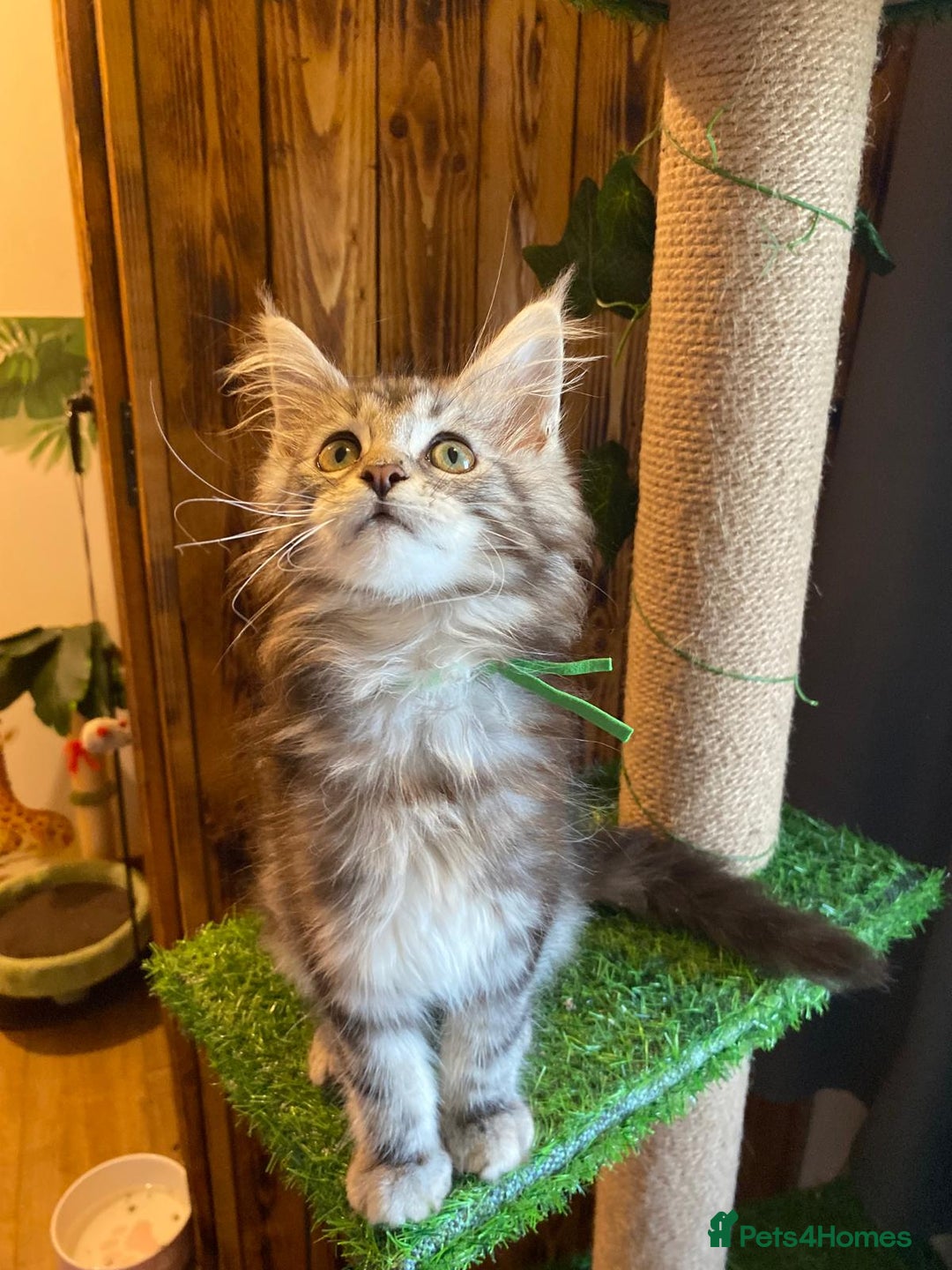 Maine Coon cats for sale: Gccf maine coon babies - Advert 33