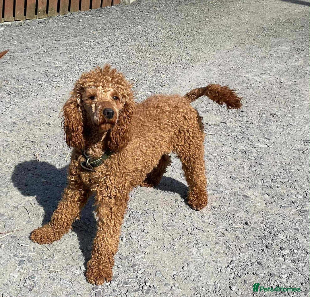 Cockapoo dogs for sale: 🖤BEAUTIFUL COCKAPOO FOR SALE🖤 - Advert 22