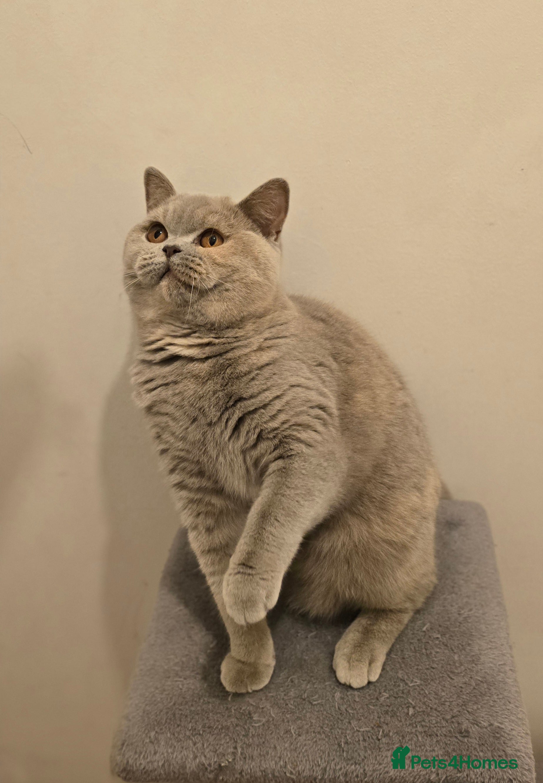 British Shorthair cats BRITISH SHORTHAIR LILAC TORTIE GCCF&TICA REG. - Advert 12