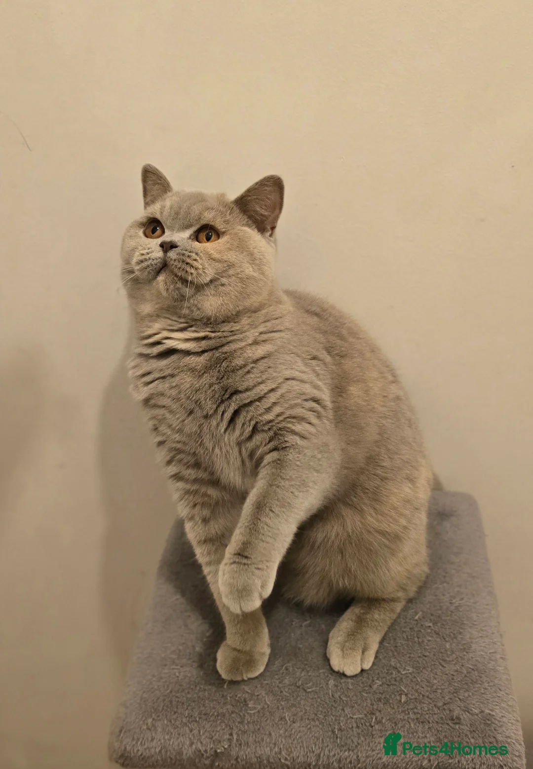 British Shorthair cats for sale: ACTIVE BSH LILAC TORTIE GCCF & TICA REGISTERED  - Advert 2
