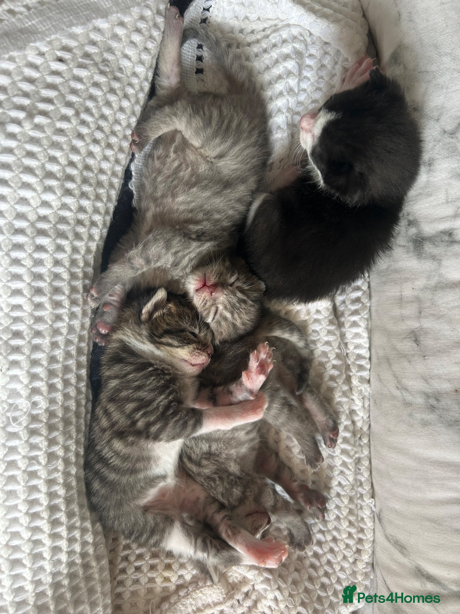 Mixed Breed cats for sale: 4 bengal X kittens in Brixham - Advert 9