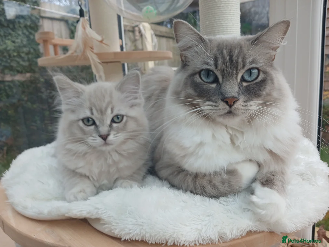 Ragdoll cats for sale: Adorable TICA Ragdoll/Cherubim Kittens  - Advert 2