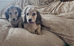Dachshund dogs for sale: Miniature dachshunds - Image 38