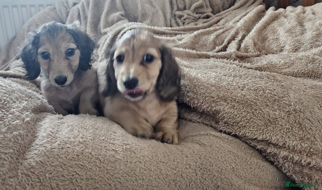 Dachshund dogs for sale: Miniature dachshunds - Image 38