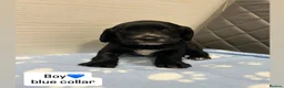 Cocker Spaniel dogs for sale: Beautiful cocker spaniel puppies  - Advert 4