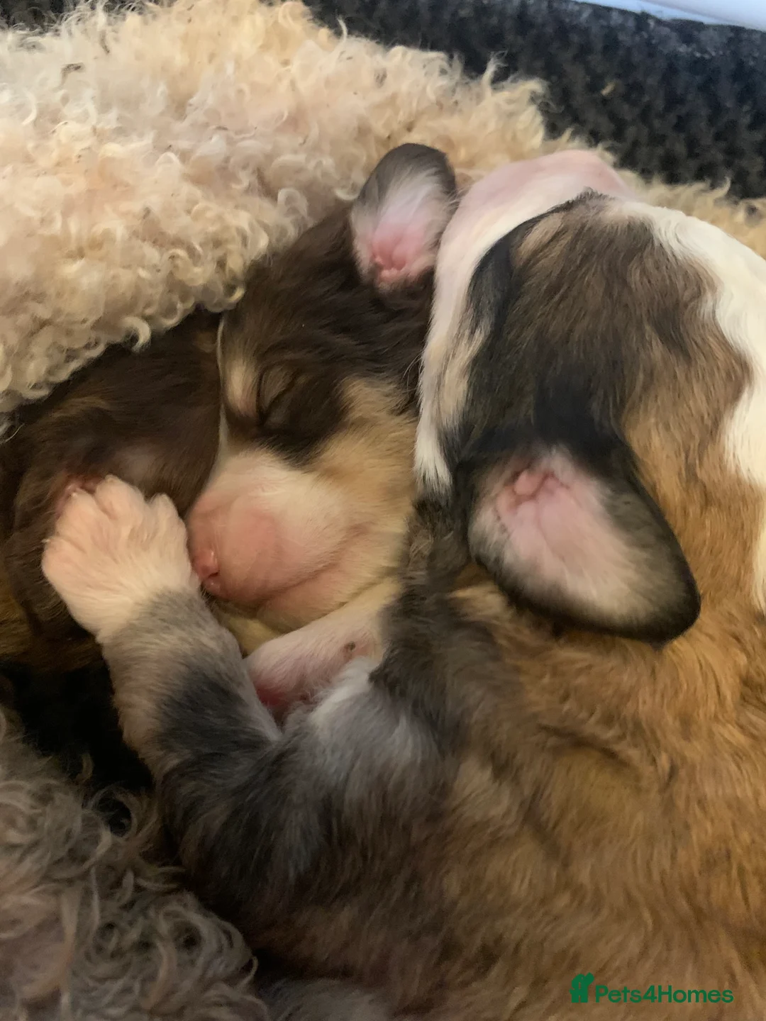 Bernedoodle dogs for sale: Tri Colour, Choc White, Standard Bernedoodle - Advert 4