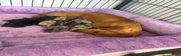 Miniature Dachshund dogs for sale: Miniature dachshund  in Basildon - Advert 1