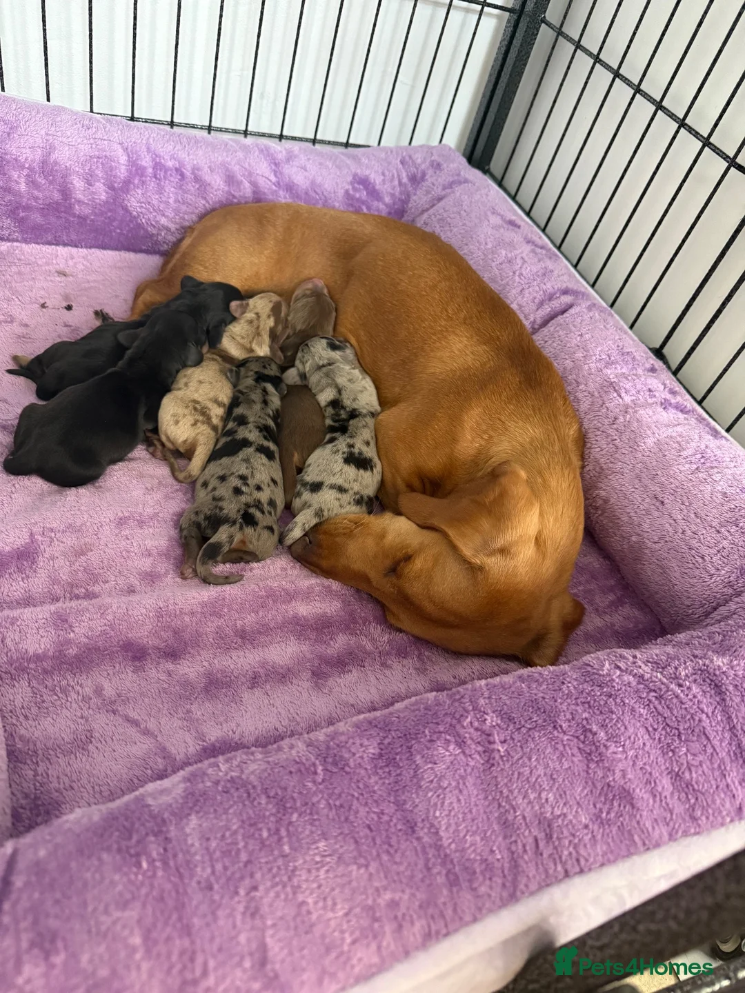 Miniature Dachshund dogs for sale: Miniature dachshund  in Basildon - Advert 1