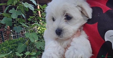 Maltese dogs - Advert 2