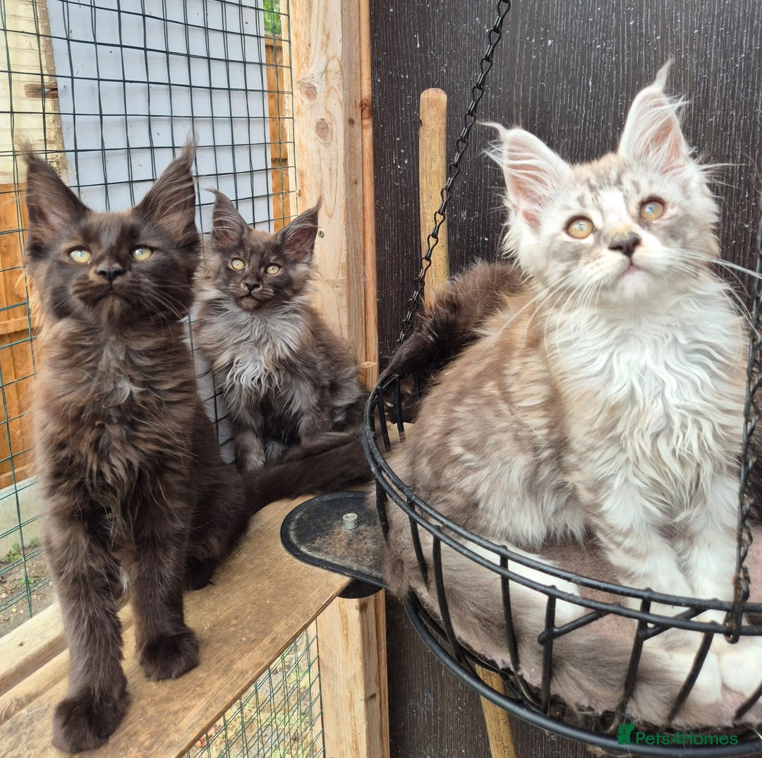 Maine Coon cats for sale: Beautiful Maine Coon babies  - Image 8