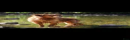 Golden Retriever dogs for sale: GOLDEN RETRIEVER PUPPIES FOR SALE in Crook - Advert 9