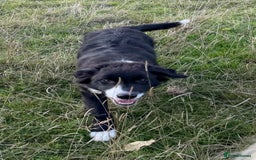Border Collie dogs for sale: Border collie puppy  - Image 1
