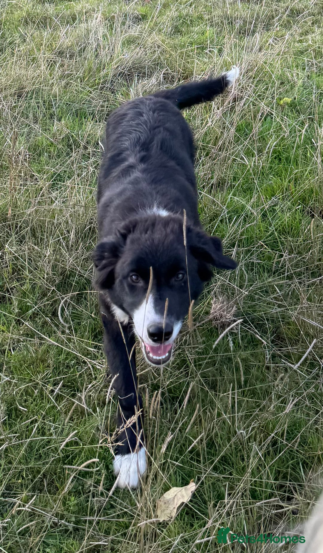 Border Collie dogs for sale: Border collie puppy  - Image 1