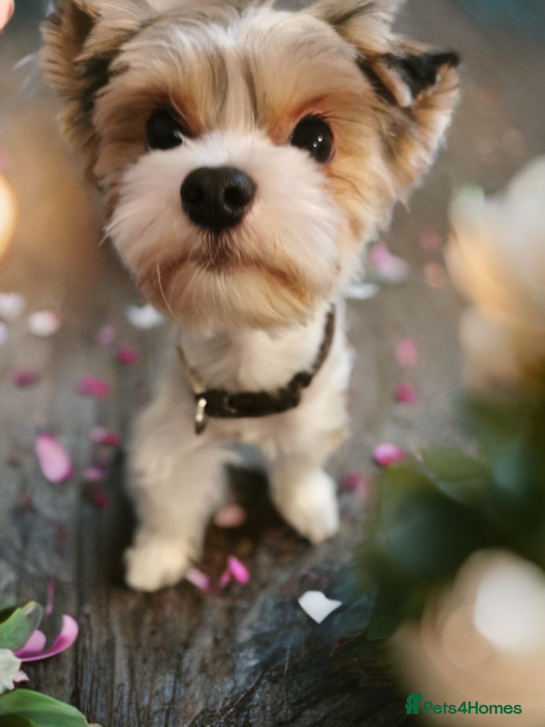 Biewer Terrier dogs for sale: Yorkshire terrier Biewer boy 🐶🐶 - Advert 2