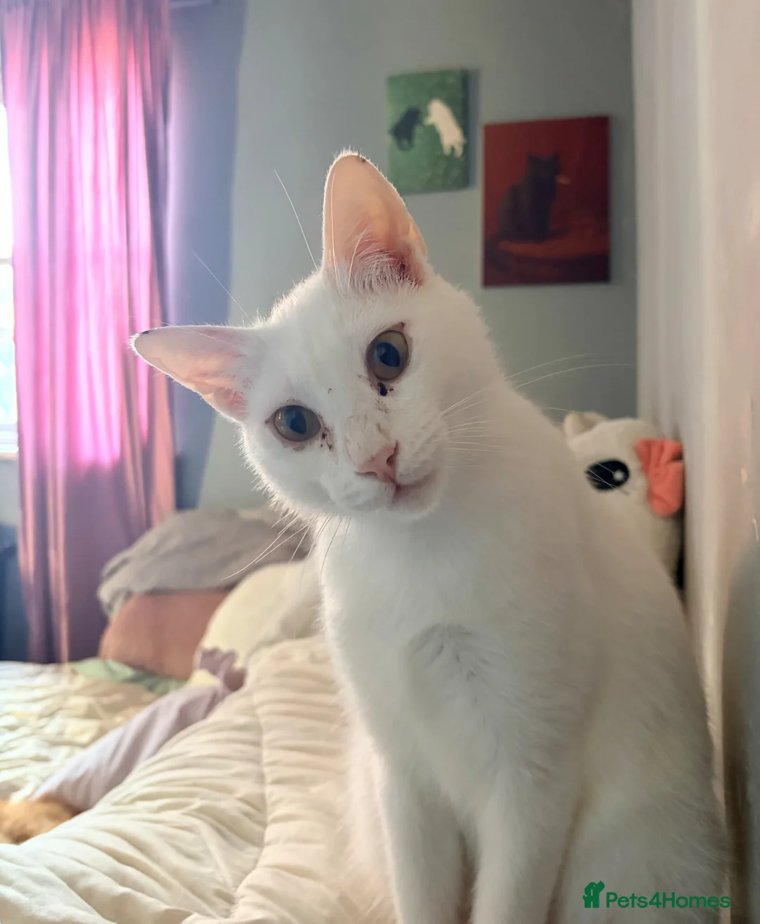 Arabian Mau cats for adoption: Toastie  - Advert 1