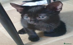 Mixed Breed cats for sale: 5 sweet and purr-fect chocolate brownie babies 🐾 - Image 17