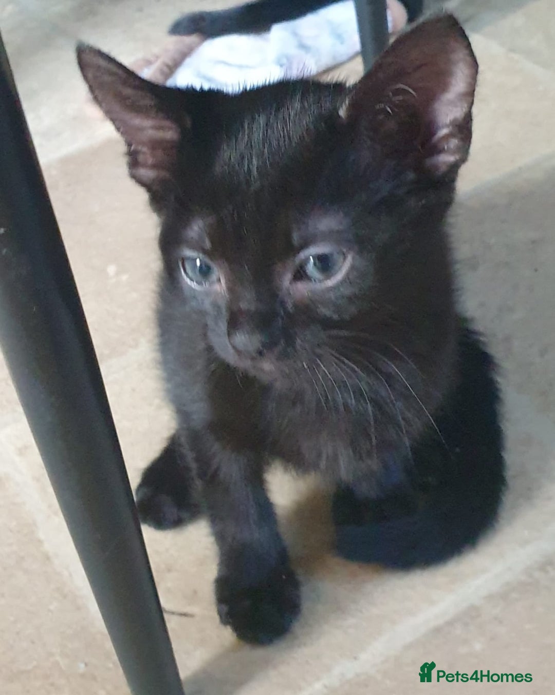Mixed Breed cats for sale: 5 sweet and purr-fect chocolate brownie babies 🐾 - Image 17