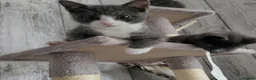 Domestic Shorthair cats for sale: 2 female adorable affectionate kittens in Seaton - Advert 4