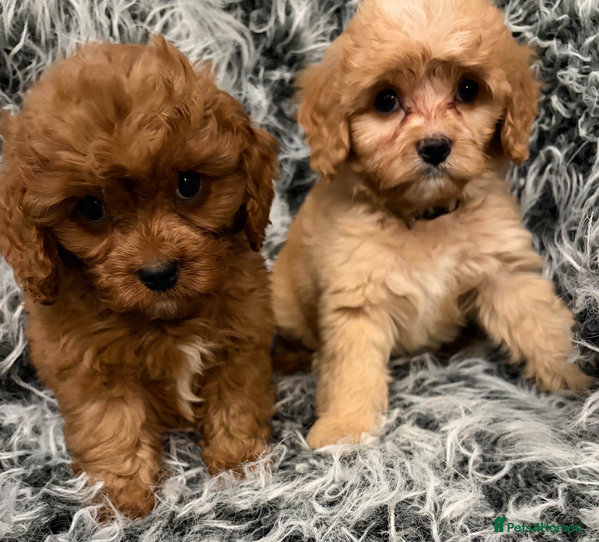 Cavapoo dogs EXCEPTIONAL EXTENSIVELY HEALTH TESTED BABIES - Advert 2
