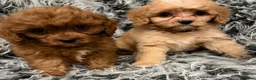Cavapoo dogs for sale: EXCEPTIONAL EXTENSIVELY HEALTH TESTED BABIES - Advert 6