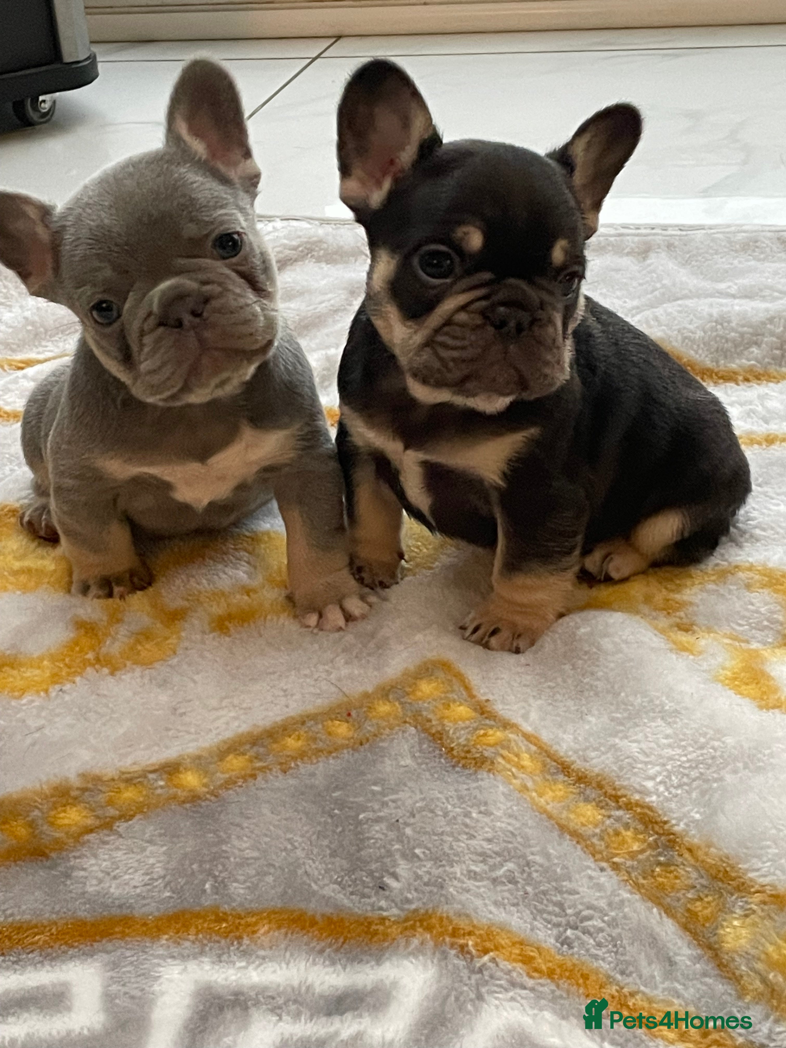 French Bulldog dogs Two boys remaining and 1 tiny girl  - Advert 4