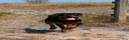 Rottweiler dogs for sale: 8mnth old Rottweiler  - Advert 3