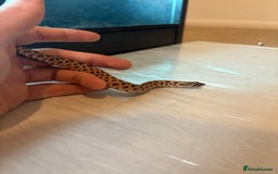 Python Snake reptiles for sale: CHECK DESCRIPTION !!! - Image 10