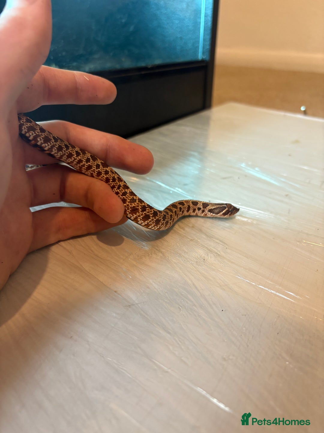 Python Snake reptiles for sale: CHECK DESCRIPTION !!! - Image 10