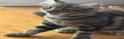 Maine Coon cats for sale: BEAUTIFUL MAINE COON MIX KITTENS - Ready now - Advert 9