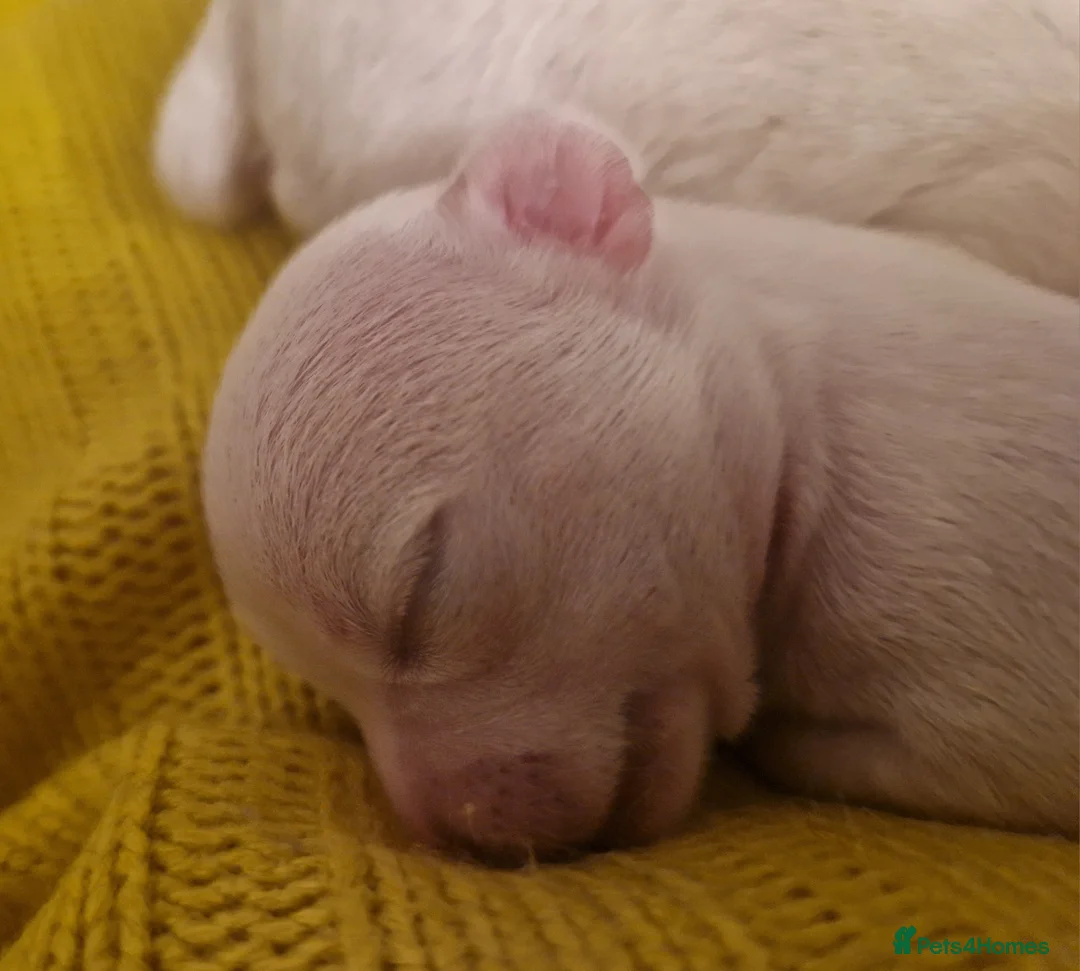 Chihuahua dogs for sale: Pure White Chihuahua Male Puppies For Sale - Advert 3