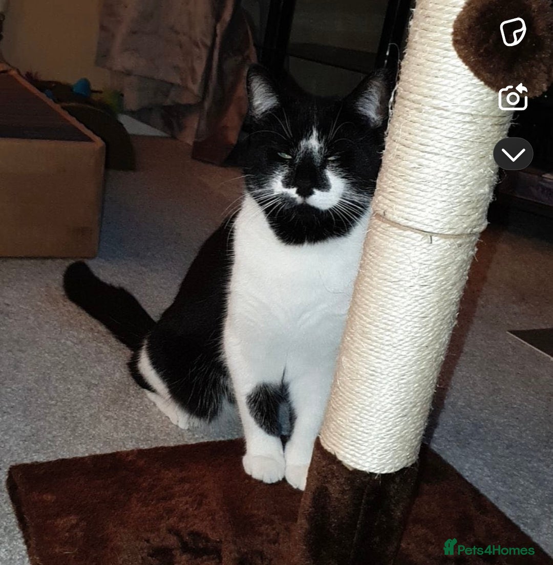 American Shorthair cats for sale: 2 beautiful Boy Cats (brothers) - Advert 4