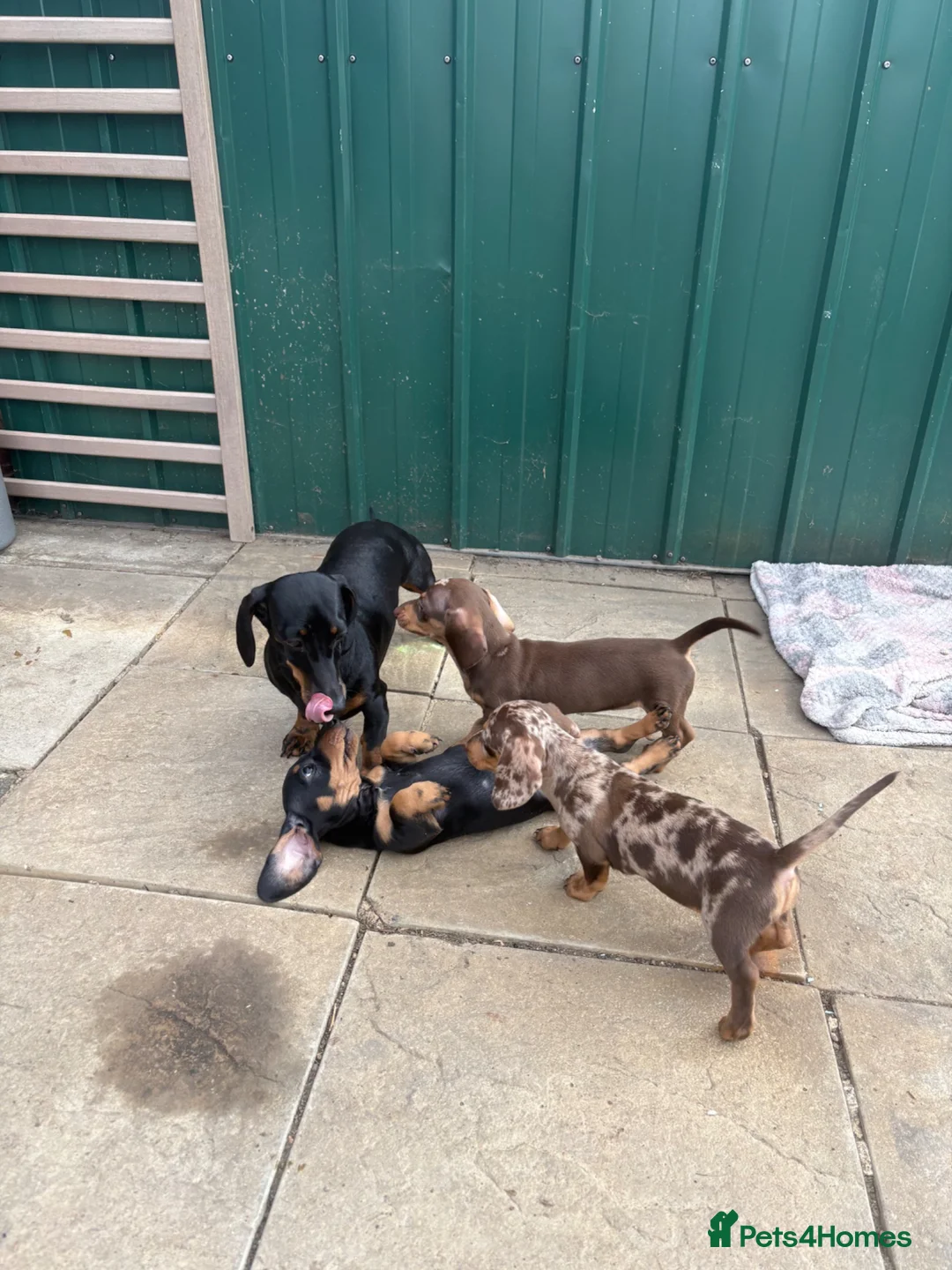Dachshund dogs for sale: Absolutely gorgeous litter of 5 dachshund puppies - Advert 35