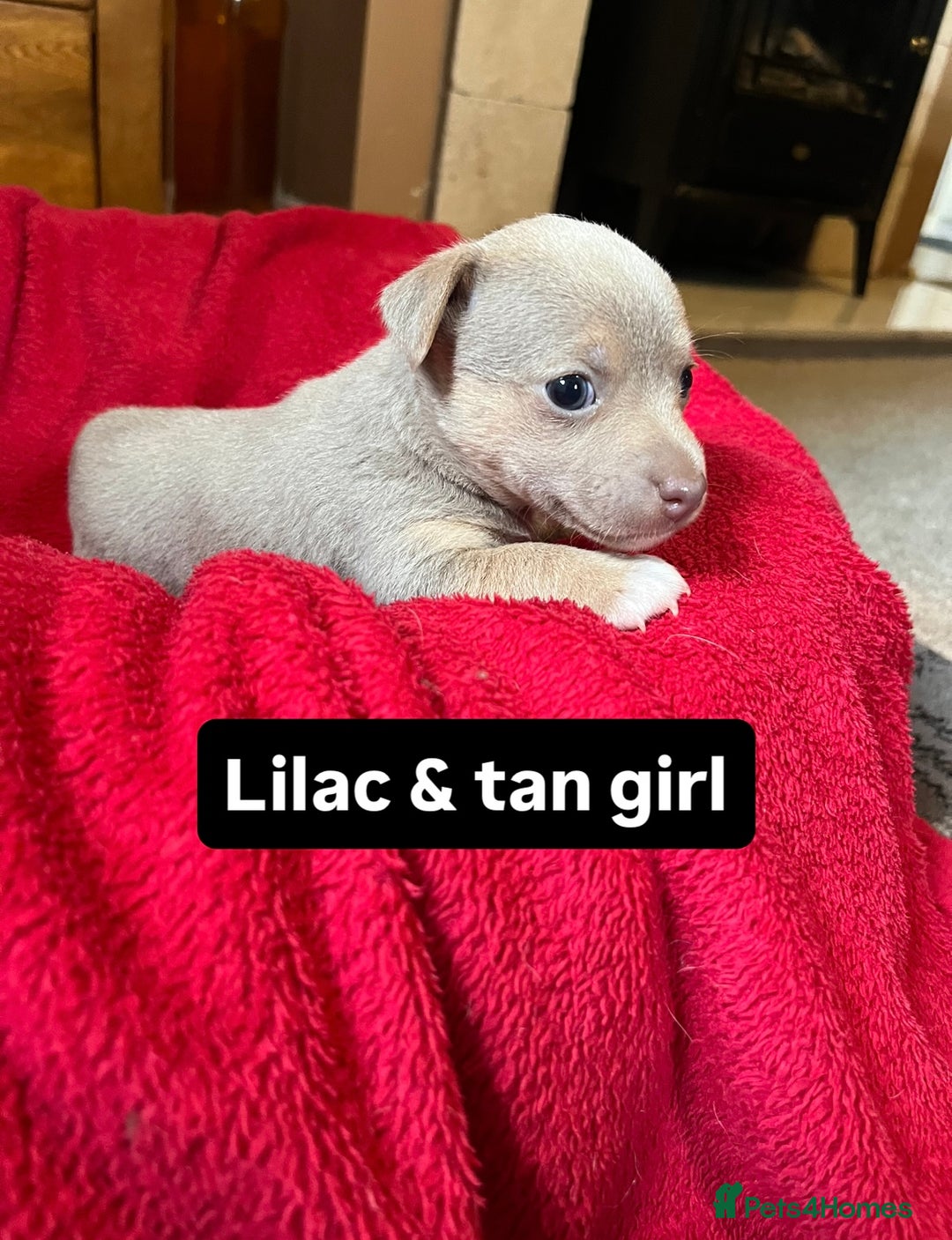 Jack Russell dogs for sale: Rare coloured miniature Jack Russel puppies  - Image 5