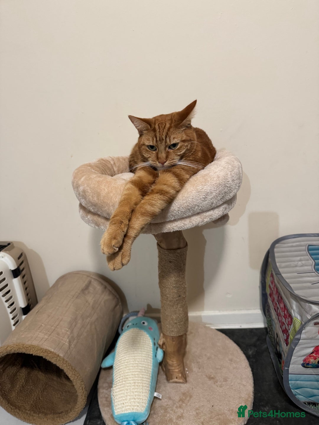 Domestic Shorthair cats for sale: Ginge male cat 2 years old  - Image 3