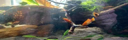 Platies fish for sale: Free Platies and Barbs - Advert 5