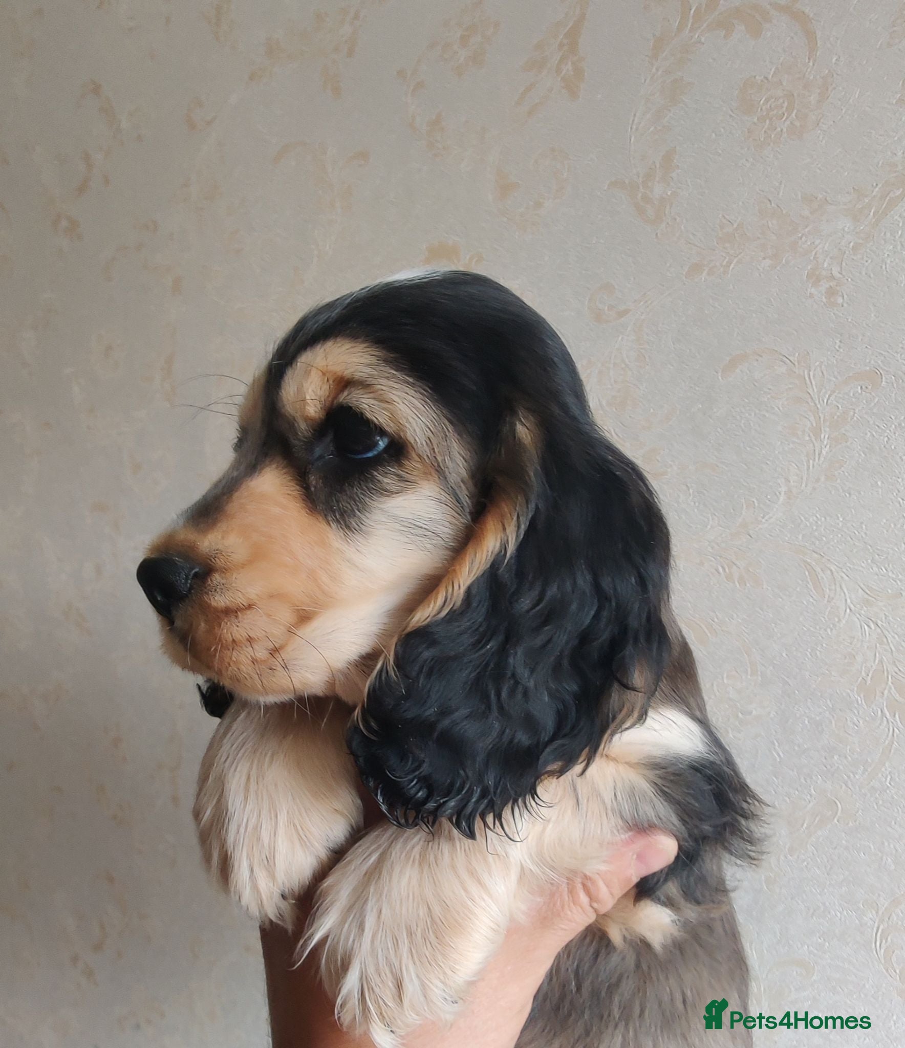 Cocker Spaniel dogs Stunning Show Type Cocker Spaniels  - Advert 1