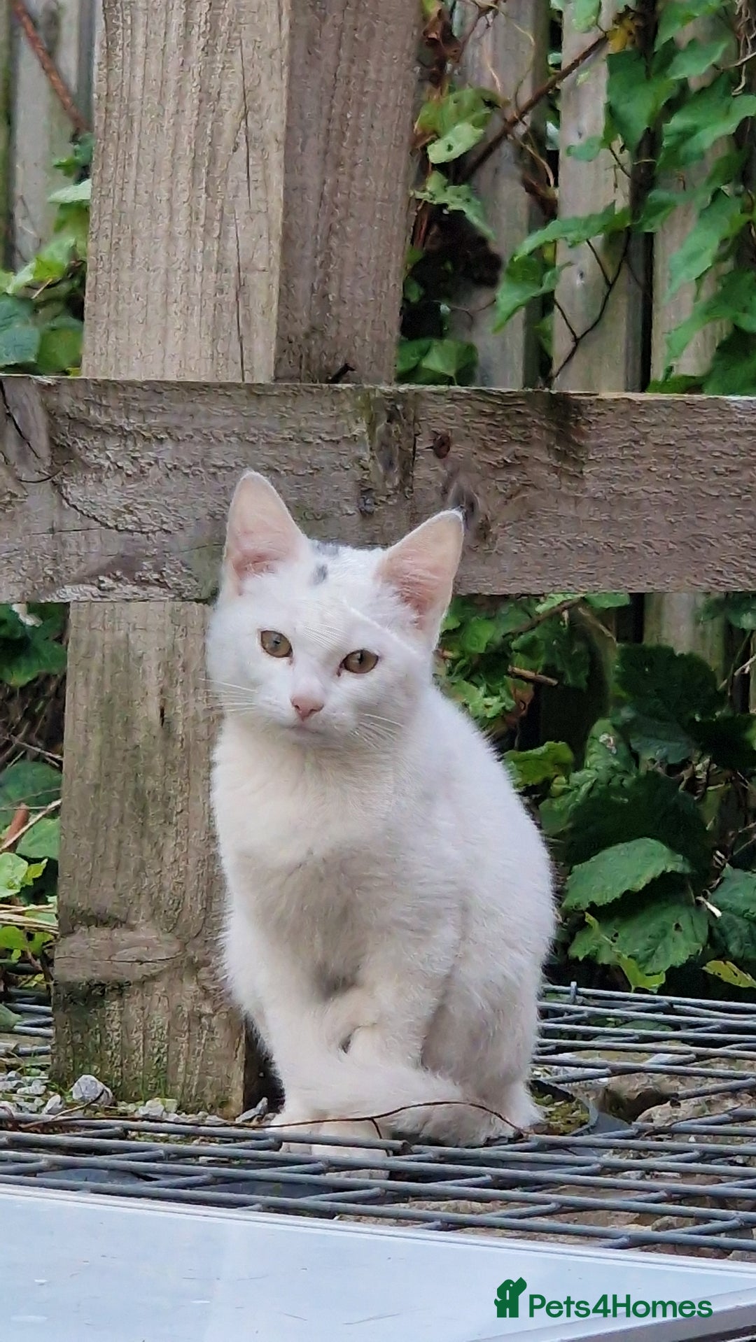 Mixed Breed cats for sale: 3 lovely kittens  - Image 2