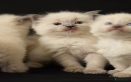 Ragdoll cats for sale: Chunky Ragdoll kittens  - Image 5