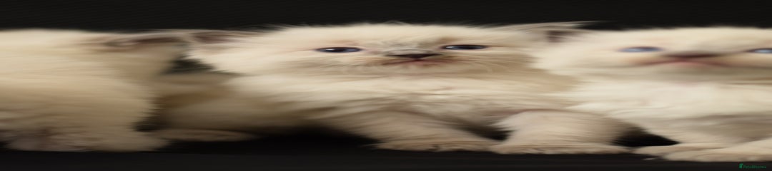 Ragdoll Kitten 2