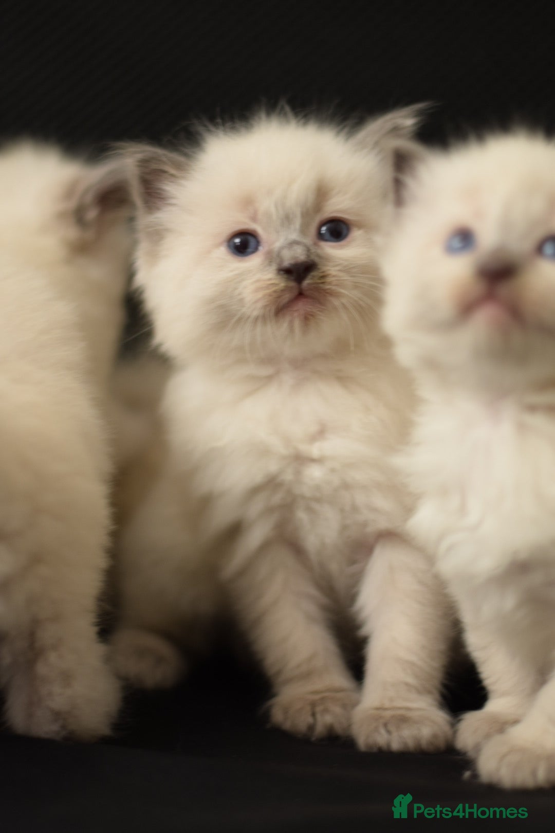 Ragdoll cats for sale: Chunky Ragdoll kittens  - Image 5