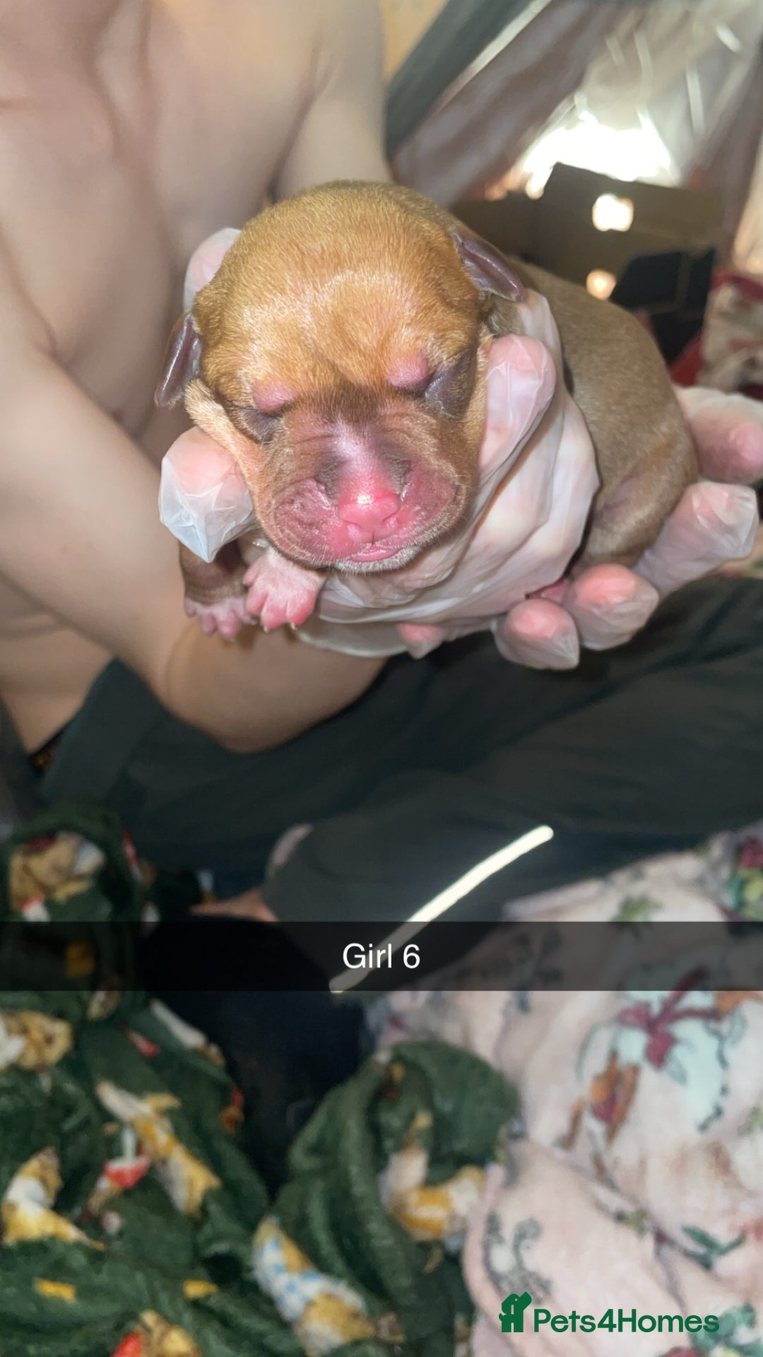 Mixed Breed dogs for sale: American bully x American bulldog puppies - Advert 11