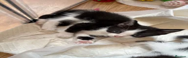 Mixed Breed Kitten 3