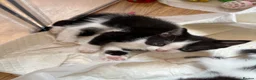 Mixed Breed cats for sale: *ready to leave* Beautiful part ragdoll kittens  - Advert 21
