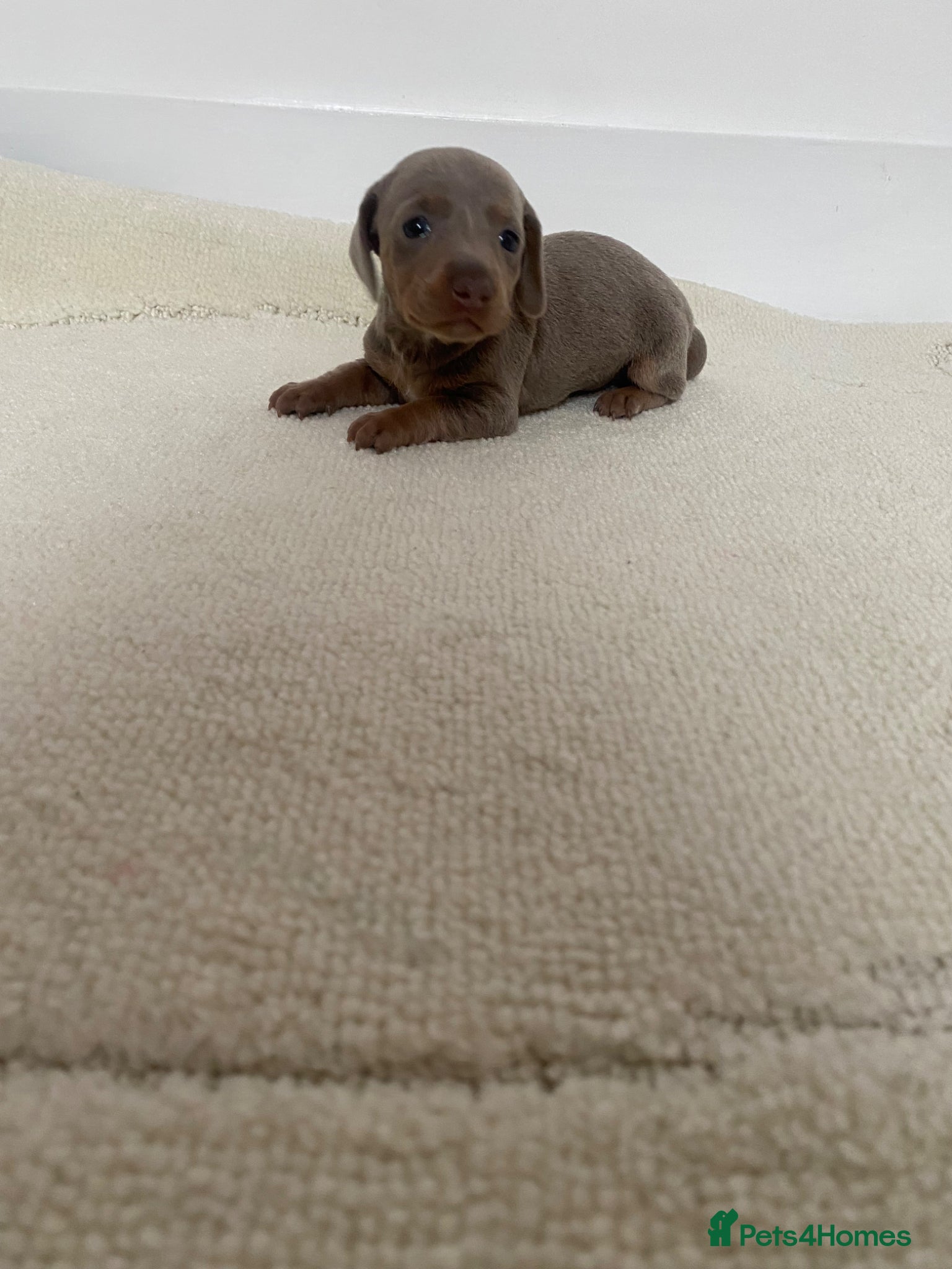 Miniature Dachshund Puppy 3