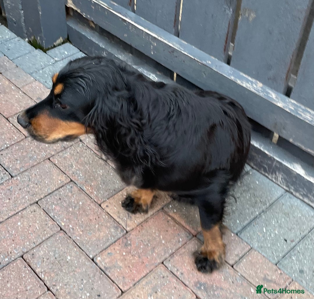 Cocker Spaniel dogs for sale: Heath Tested Working Cocker Puppies - Advert 7