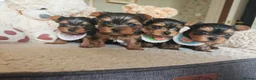 Yorkshire Terrier dogs for sale: Champion bloodline Yorkshire terrier puppies - Advert 20