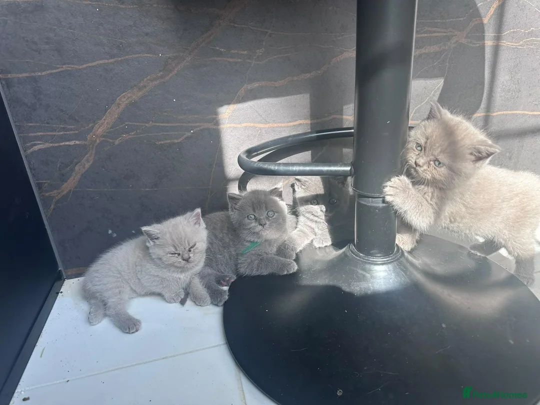 Persian cats for sale: Persian Kittens in Alton - Advert 7