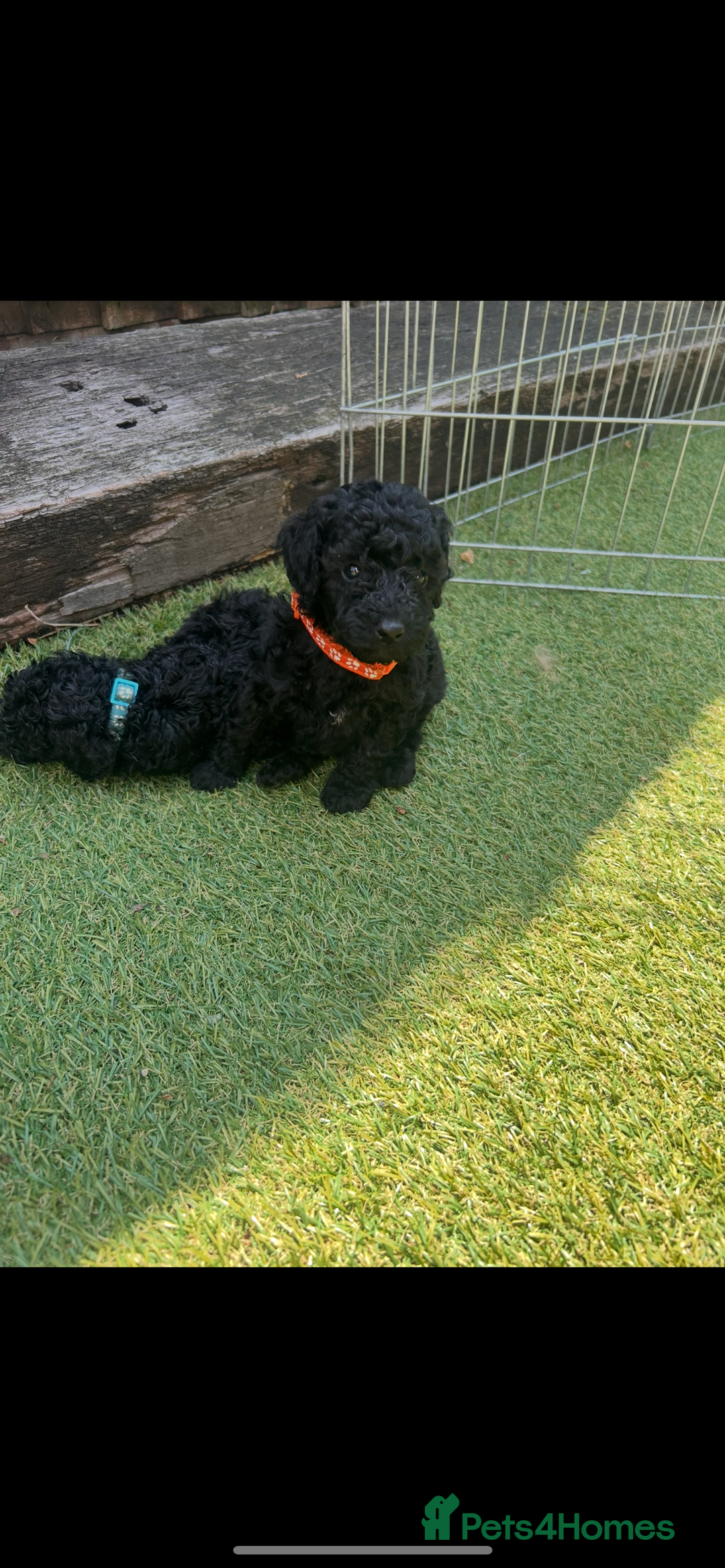 Cockapoo dogs for sale: Cockapoo f1b puppies  - Image 10
