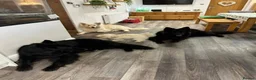 German Shepherd dogs for sale: Two beautiful examples of German Shepherds - Advert 4