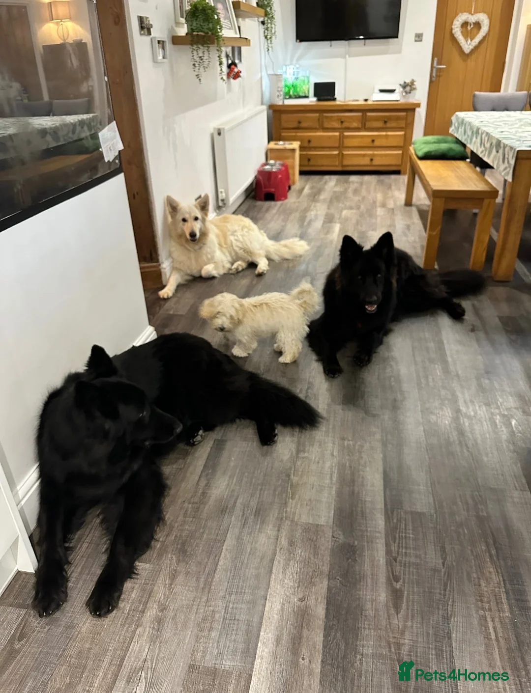 German Shepherd dogs for sale: Two beautiful examples of German Shepherds - Advert 4